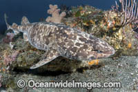 Blotchy Swellshark Photo - Andy Murch