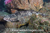 Blotchy Swellshark Photo - Andy Murch