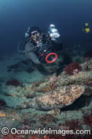 Blotchy Swellshark Photo - Andy Murch