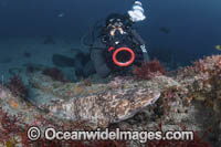 Blotchy Swellshark Photo - Andy Murch