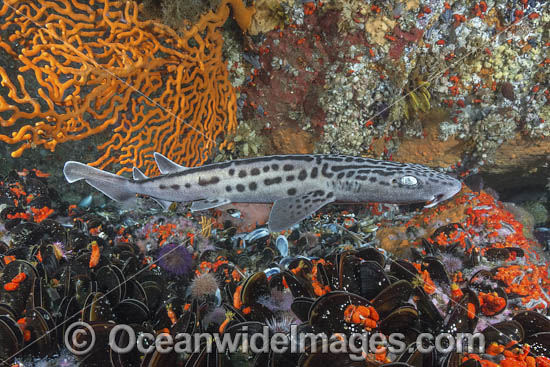 Leopard Catshark photo