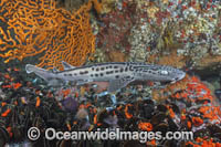 Leopard Catshark Photo - Andy Murch