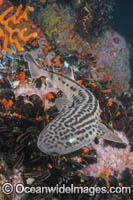 Leopard Catshark Photo - Andy Murch