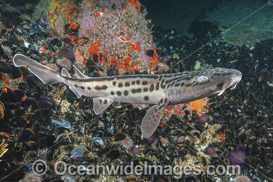 Leopard Catshark photo Leopard Catshark photo