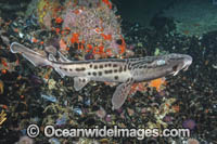 Leopard Catshark Photo - Andy Murch