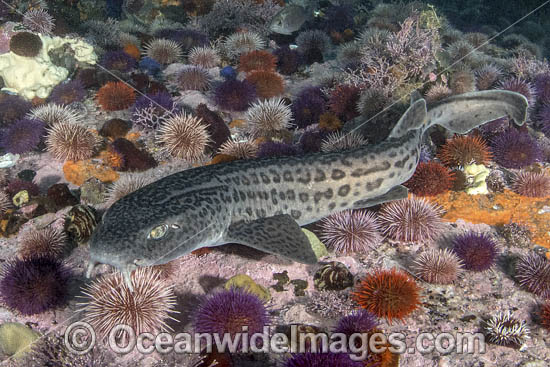 Leopard Catshark photo