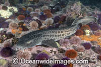 Leopard Catshark Photo - Andy Murch