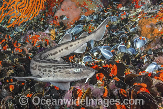Leopard Catshark photo