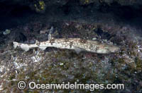 White-saddled Catshark Photo - Andy Murch