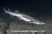 Blackmouth Catshark Photo - Andy Murch