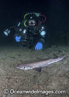 Blackmouth Catshark Photo - Andy Murch