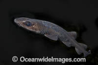 Filetail Catshark Photo - Andy Murch