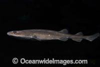Filetail Catshark Photo - Andy Murch
