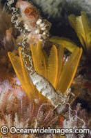 Puffadder Shyshark Photo - Andy Murch