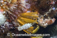 Puffadder Shyshark Photo - Andy Murch