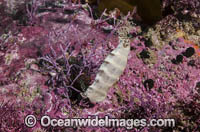 Puffadder Shyshark Photo - Andy Murch