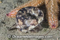Dark Shyshark Photo - Andy Murch