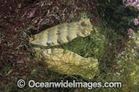 Puffadder Shyshark Photo - Andy Murch