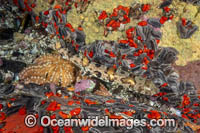 Puffadder Shyshark Photo - Andy Murch