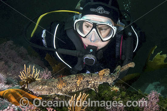 Puffadder Shyshark photo