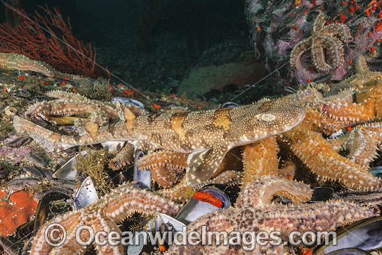 Puffadder Shyshark photo