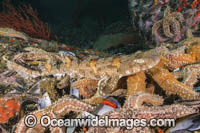 Puffadder Shyshark Photo - Andy Murch