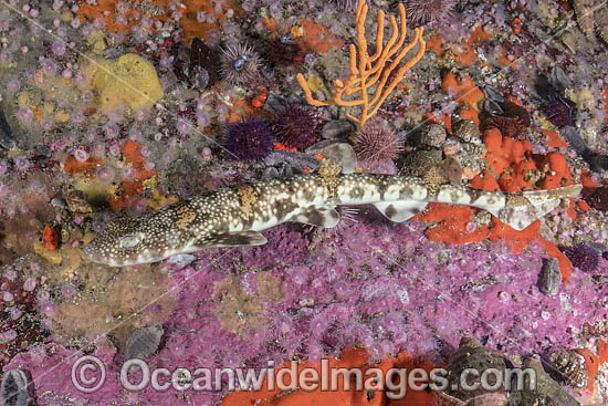 Puffadder Shyshark photo Puffadder Shyshark photo