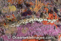 Puffadder Shyshark Photo - Andy Murch