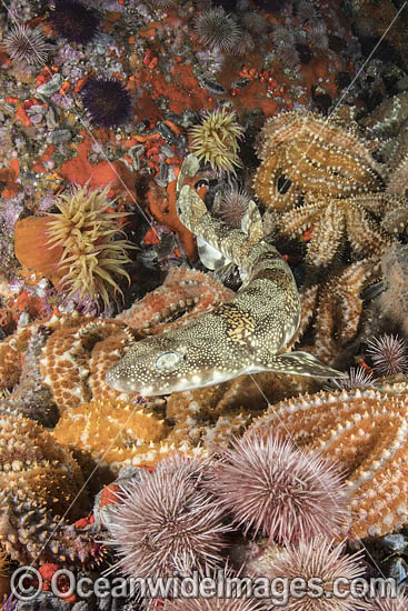 Puffadder Shyshark photo