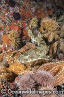 Puffadder Shyshark Photo - Andy Murch