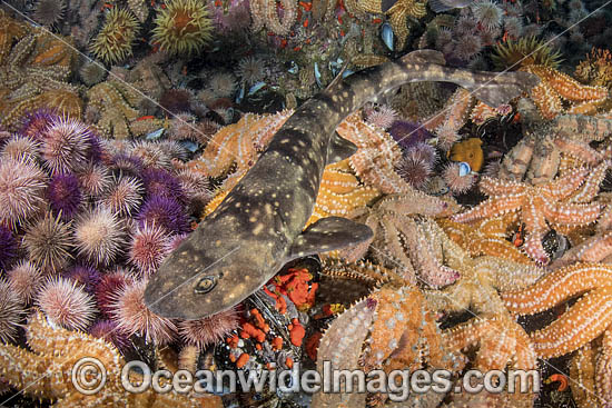 Dark Shyshark photo Dark Shyshark photo