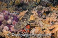 Dark Shyshark Photo - Andy Murch