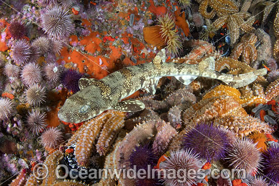 Puffadder Shyshark photo Puffadder Shyshark photo