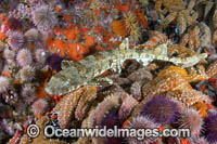 Puffadder Shyshark Photo - Andy Murch