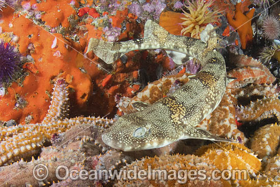 Puffadder Shyshark photo