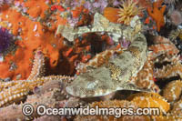 Puffadder Shyshark Photo - Andy Murch