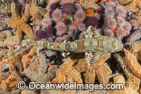 Puffadder Shyshark Photo - Andy Murch