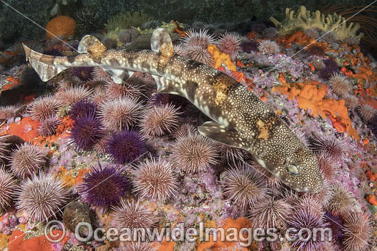 Puffadder Shyshark photo