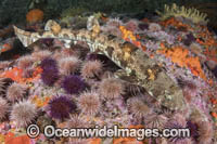 Puffadder Shyshark Photo - Andy Murch