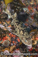 Dark Shyshark Photo - Andy Murch