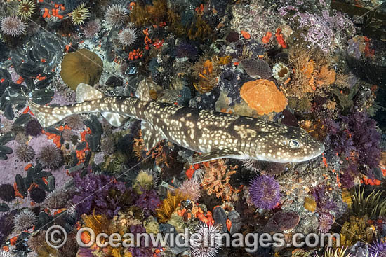 Dark Shyshark photo Dark Shyshark photo