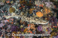 Dark Shyshark Photo - Andy Murch