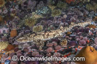 Dark Shyshark Photo - Andy Murch