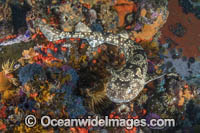 Dark Shyshark Photo - Andy Murch