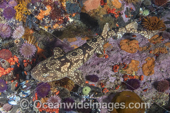 Dark Shyshark photo Dark Shyshark photo