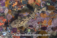 Dark Shyshark Photo - Andy Murch