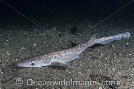 Blackmouth Catshark photo Blackmouth Catshark photo