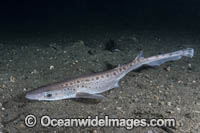 Blackmouth Catshark Photo - Andy Murch
