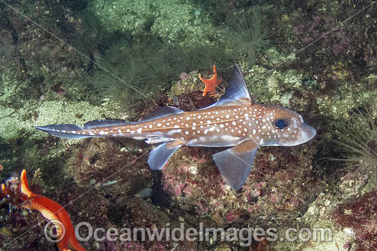 Spotted Ratfish photo