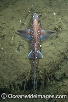 Spotted Ratfish Photo - Andy Murch